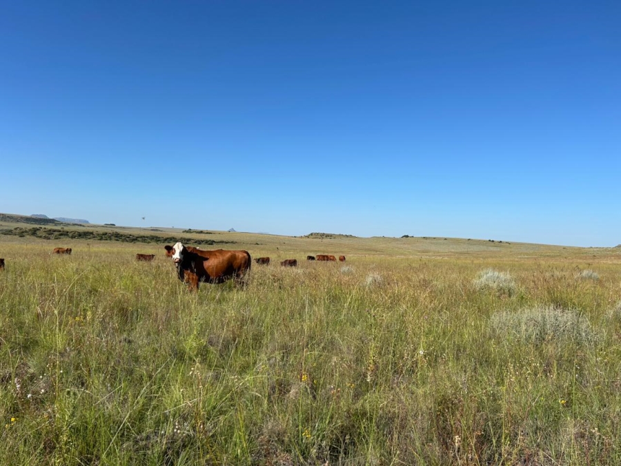 Commercial Property for Sale in Zastron Rural Free State